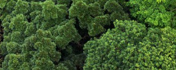 New study finds intact rainforests of Borneo are gaining biomass