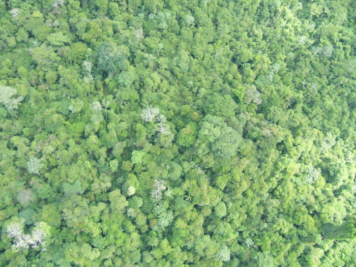 A return to former deforestation rates in the Amazon would substantially reduce rainfall