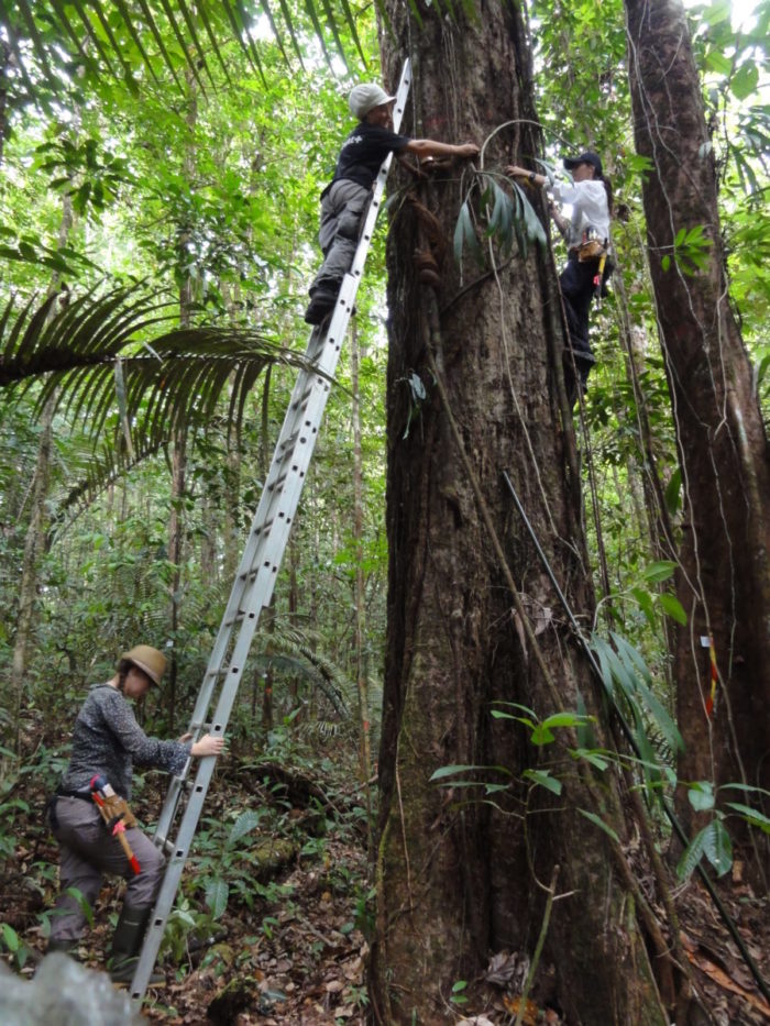 Just one percent of Amazon tree species account for half its carbon storage