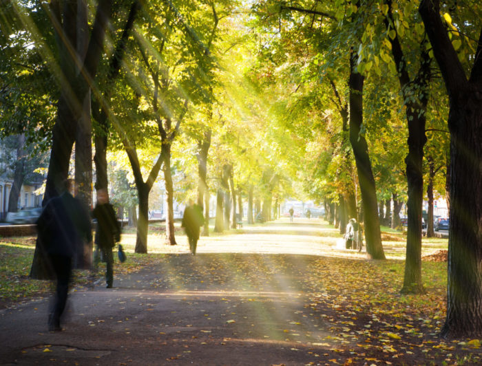 Walk Through Nature