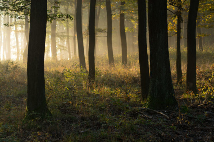 Institute of Chartered Foresters presents: Woodland Carbon Code & Guarantee