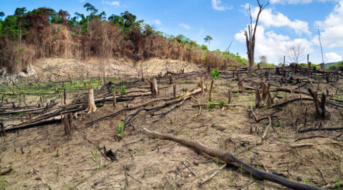 New insight into climate impacts of deforestation