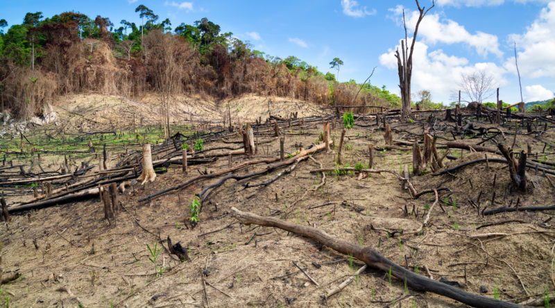 new-insight-into-climate-impacts-of-deforestation-leeds-ecosystem