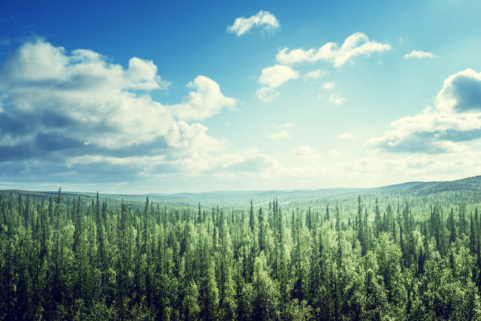 Trees are much better at creating clouds and cooling the climate than we thought
