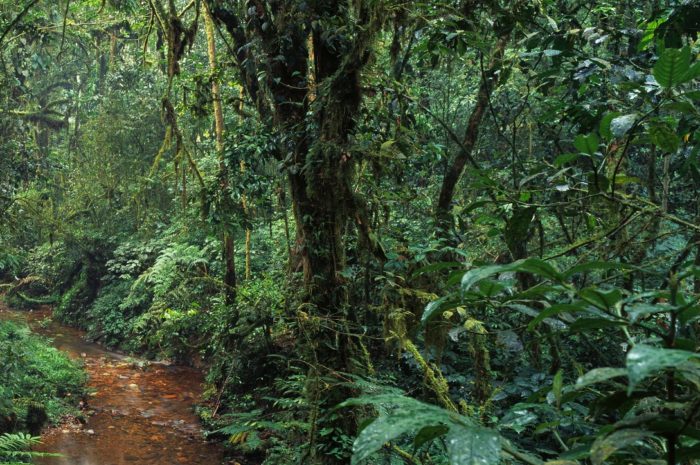 A New FoRCE for Tropical Forest Research and Management