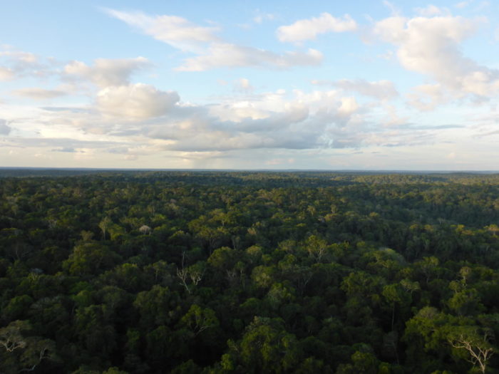 What drives interannual variation in tree ring oxygen isotopes in the Amazon?