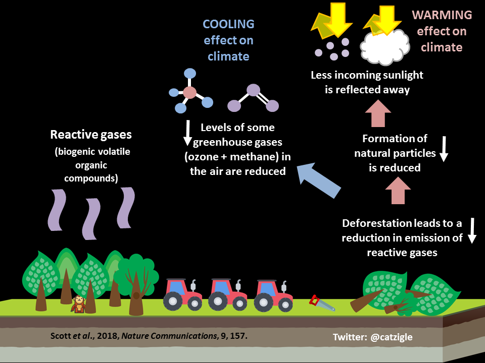 deforestation effects on global warming