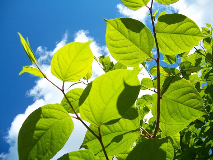 Japanese knotweed is no more of a threat to buildings than other plants