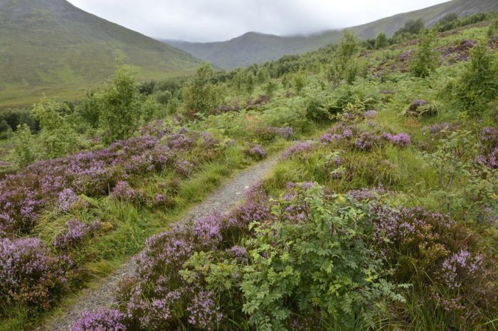 Natural regeneration of native Scottish woodlands could make substantial contribution to carbon sequestration targets