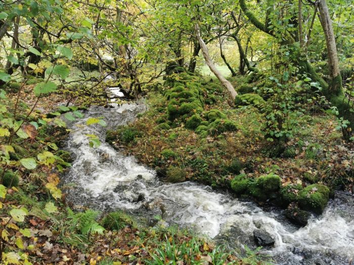 Upland woodlands reduce downstream flooding