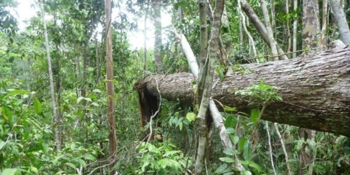 Why do trees die?  –  New findings from the Amazon Rain Forest.