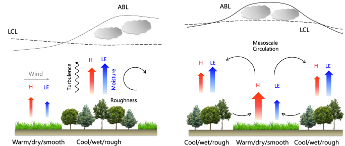 Forests in different regions have different effects on cloud cover