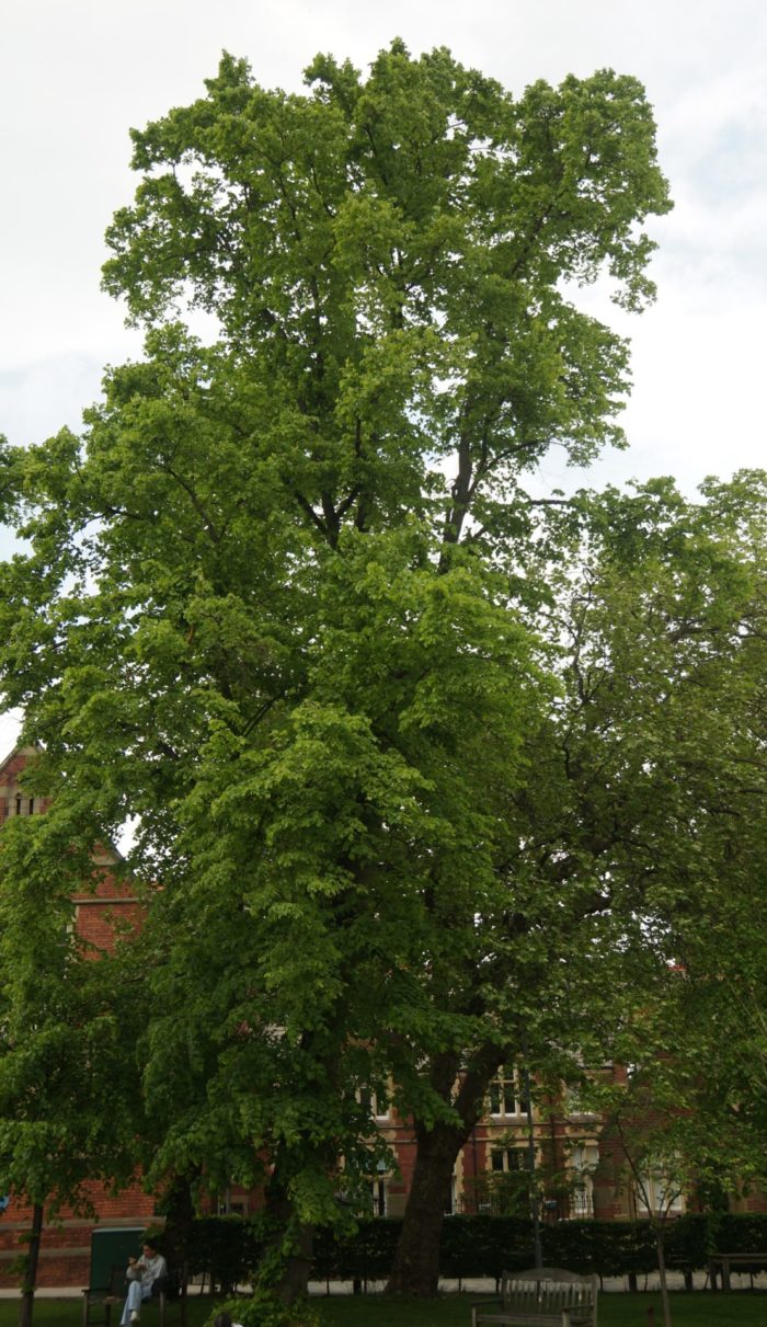 Tall thin trees in front of red brick building