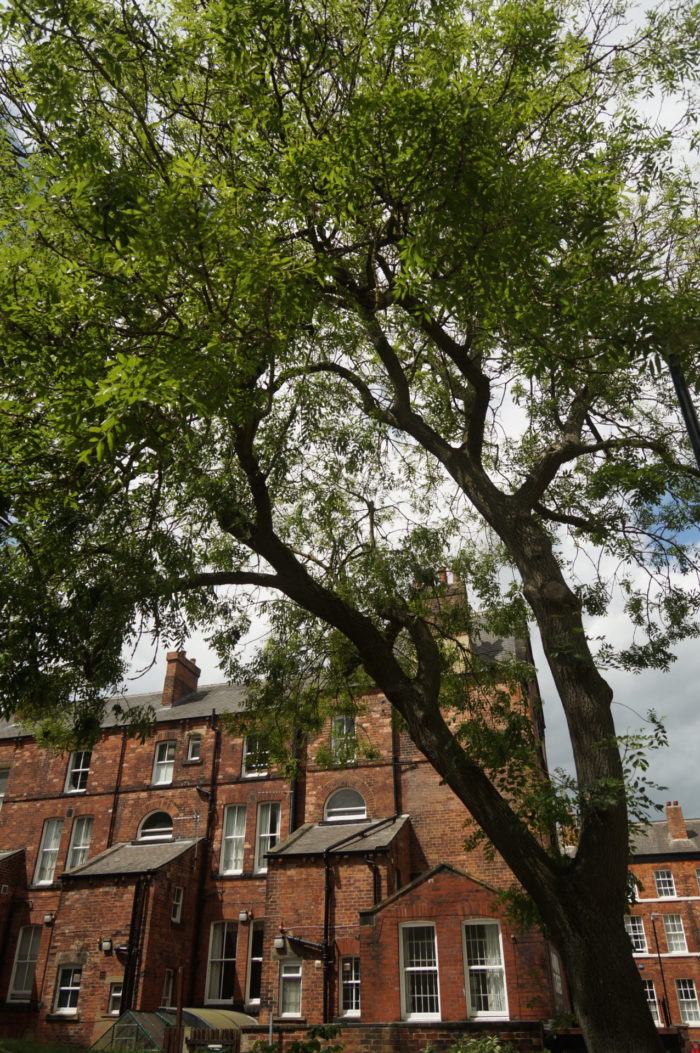 tree with red brick building behind