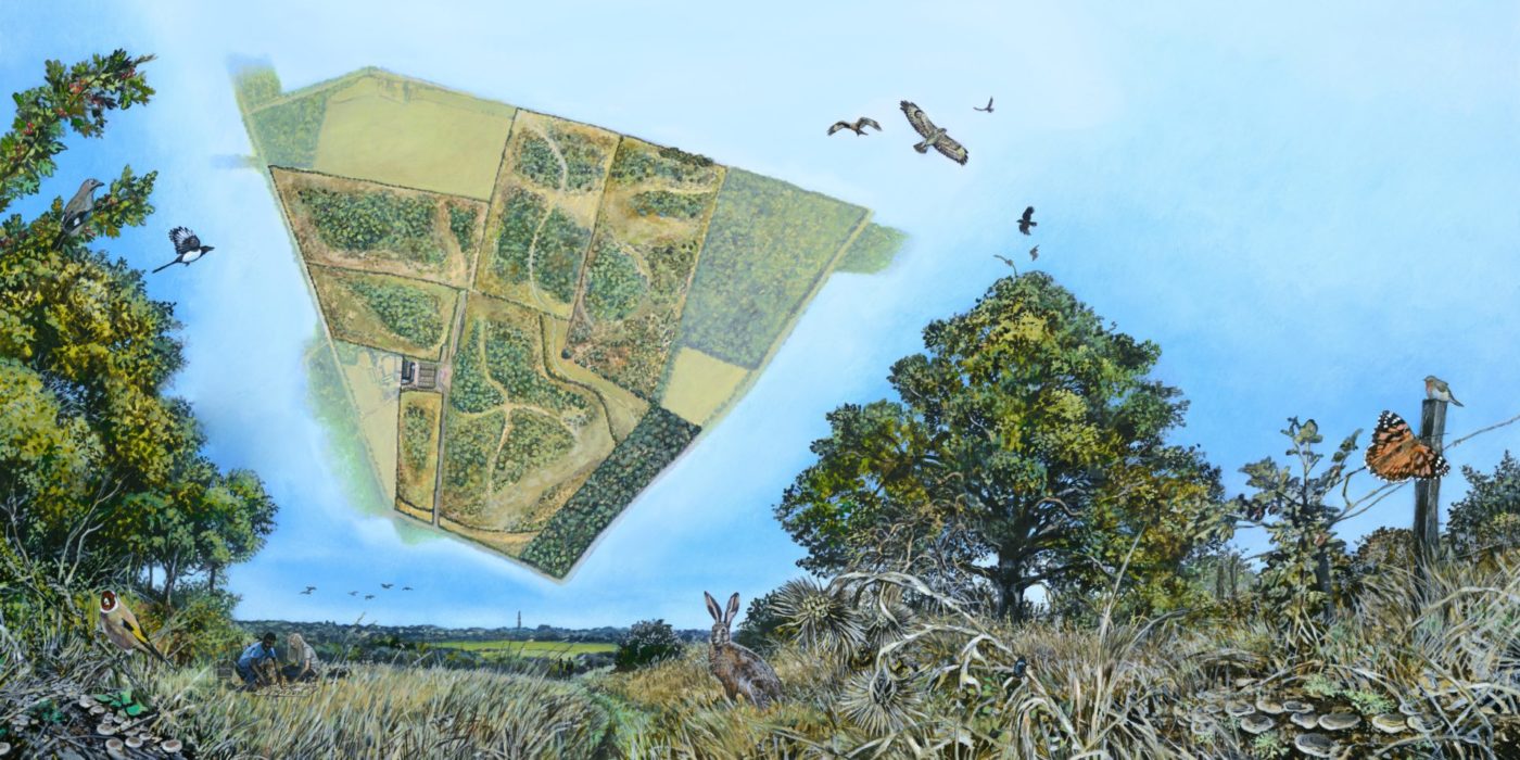 Artists rendition of a woodland edge with a superimposed map showing pathways through planted woodland