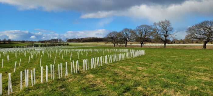 Seedlings in tree guards in a sunny field