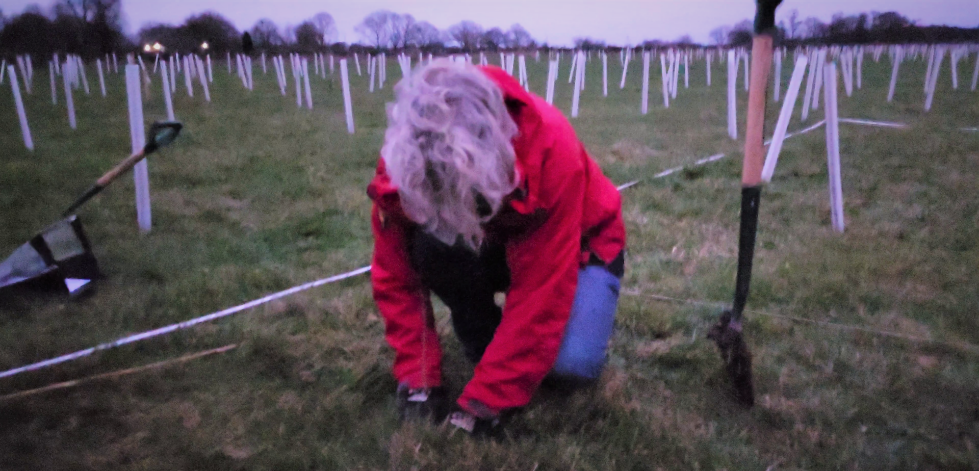 Someone in a red coat, kneeling amongst tree protection tubes, planting a seedling at twilight