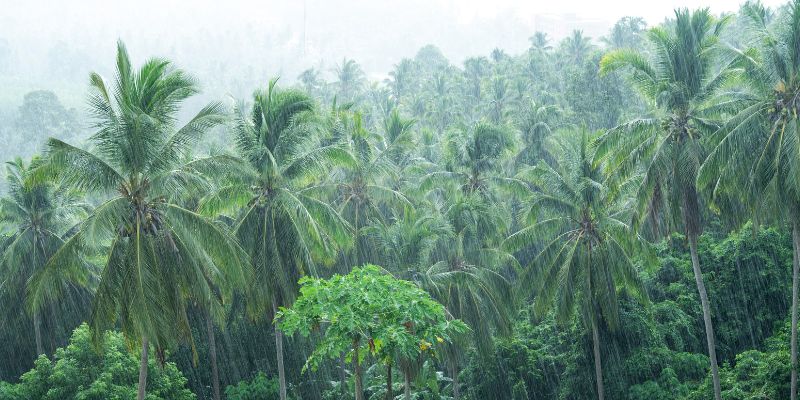 heavy rainfall in a coconut grove