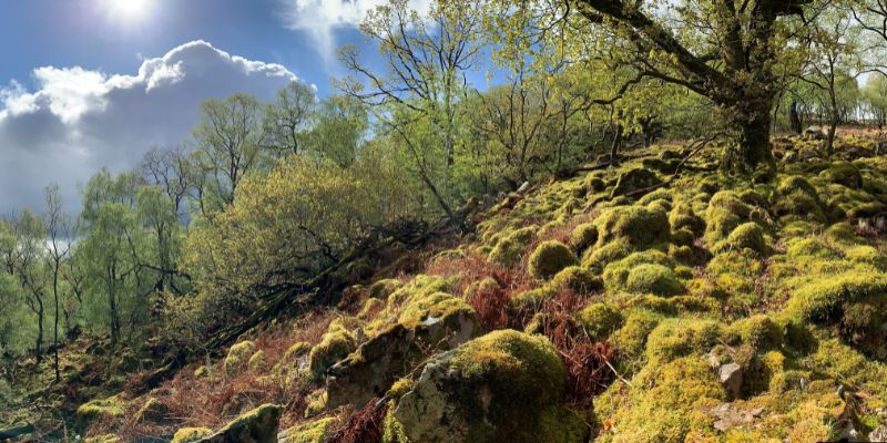 mossy trees and rocks