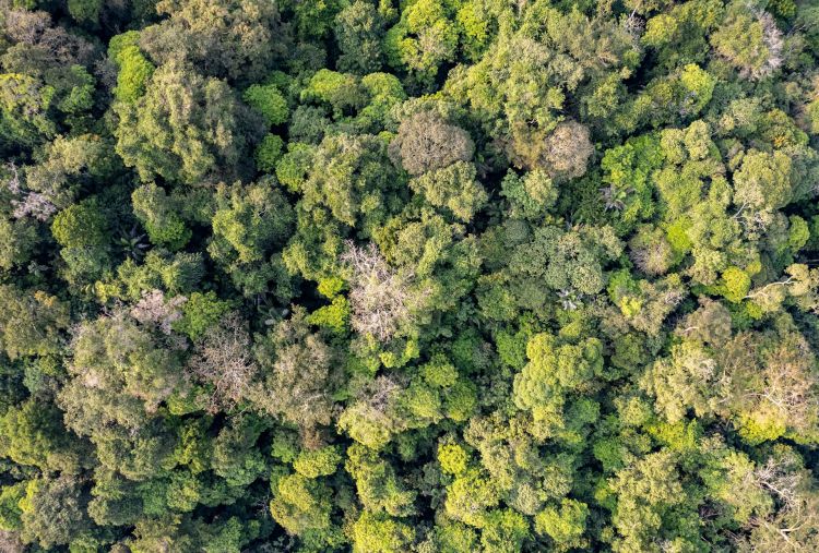 A tropical forest canopy from above