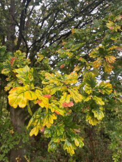 oak leaves