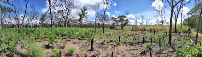 a panorama of cut stumps, small green shrubs, and sparse, spindly trees