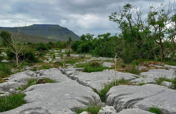 limestone slabs and scrubby vegetation on the Ingleborough moorland