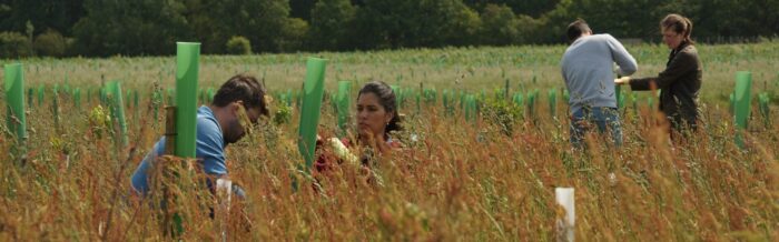 four volunteers working in pairs to replace tall green tubes among long grass