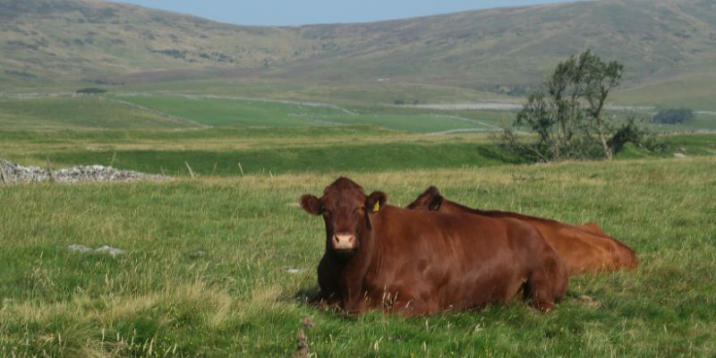cattle on grass