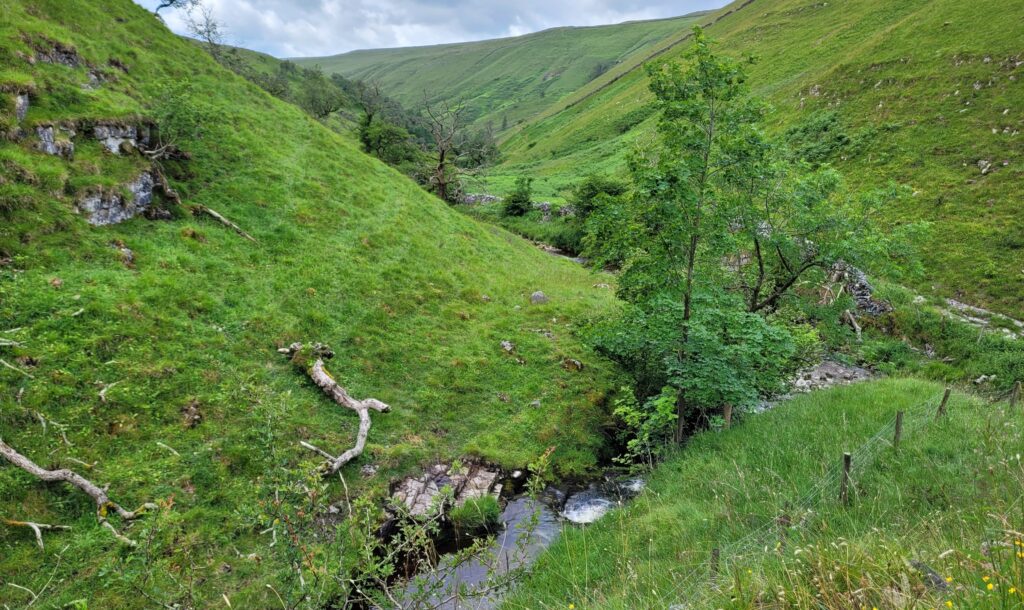 small trees along a valley stream