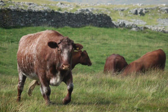 cattle in a field with dry stone walls