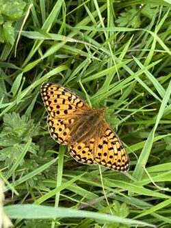 a fritillary butterfly on grass