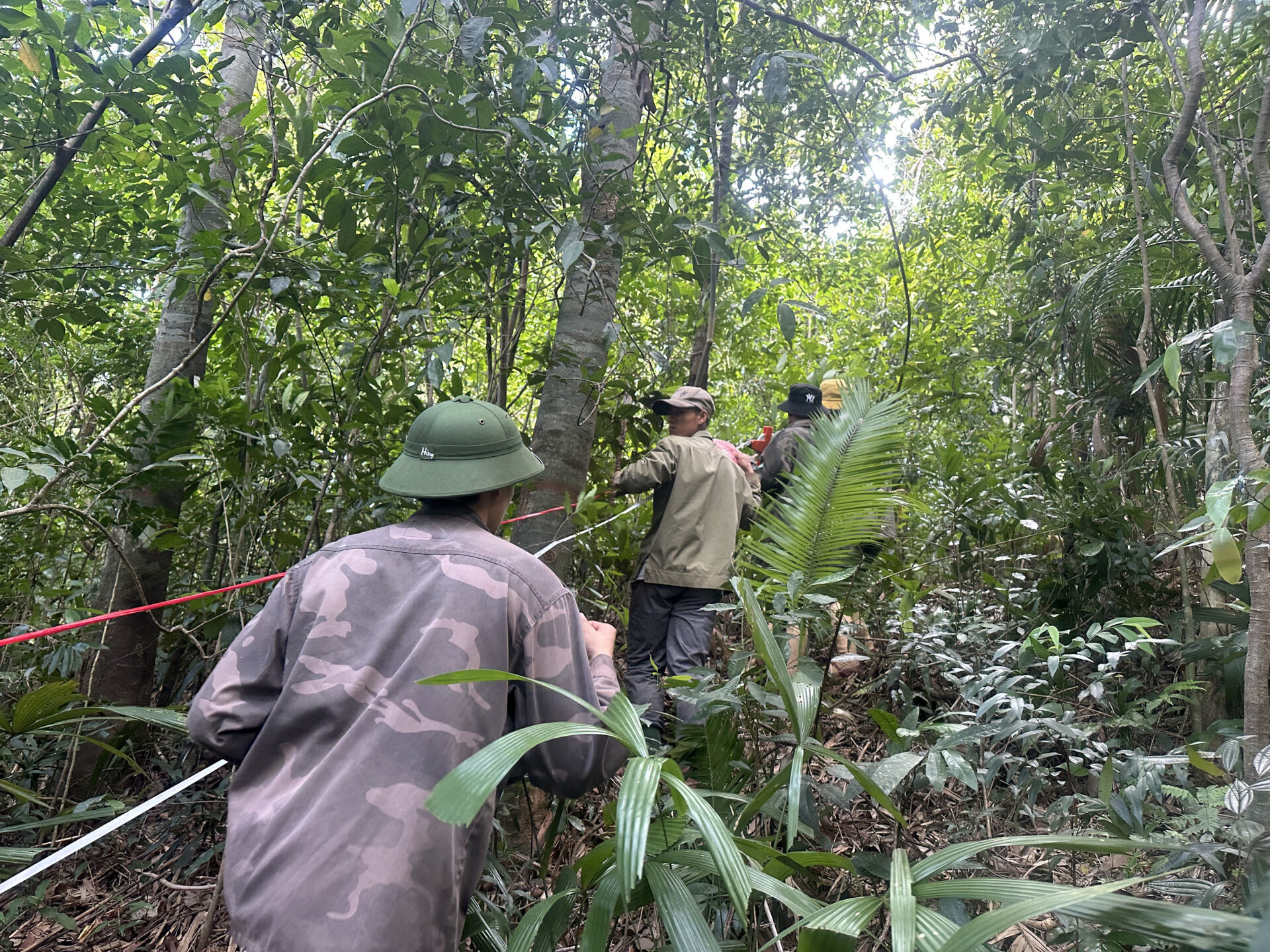 people running a tape measure through a rainforest